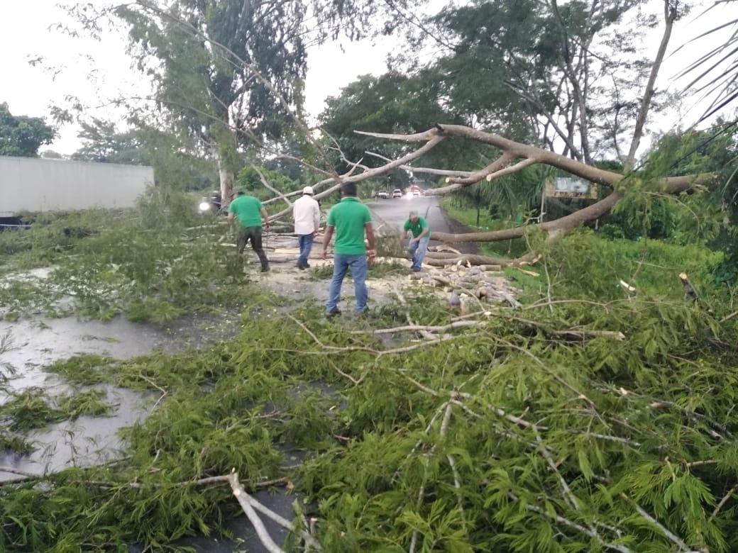 Varios árboles fueron derribados por el viento en Tecún Umán, San Marcos, este lunes 22 de junio. (Foto Prensa Libre: Alex Coyoy)
