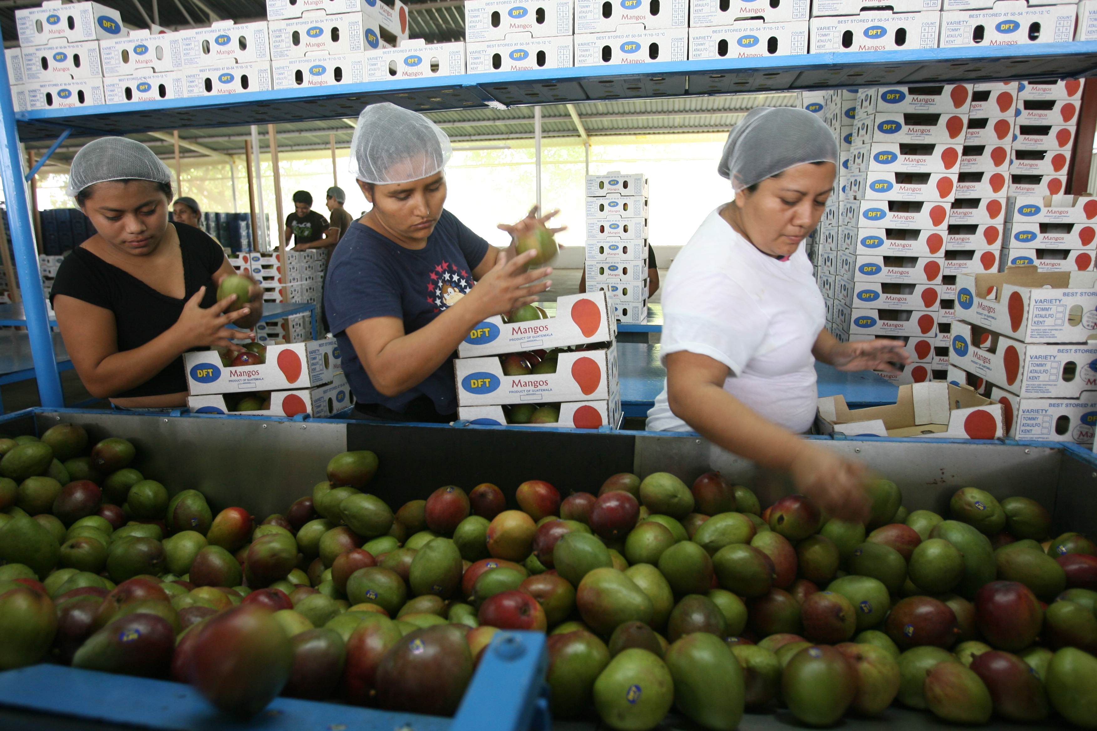 Exportar hacia el mercado de los Estados Unidos, representa cumplir varias normas. (Foto Prensa Libre: Hemeroteca)