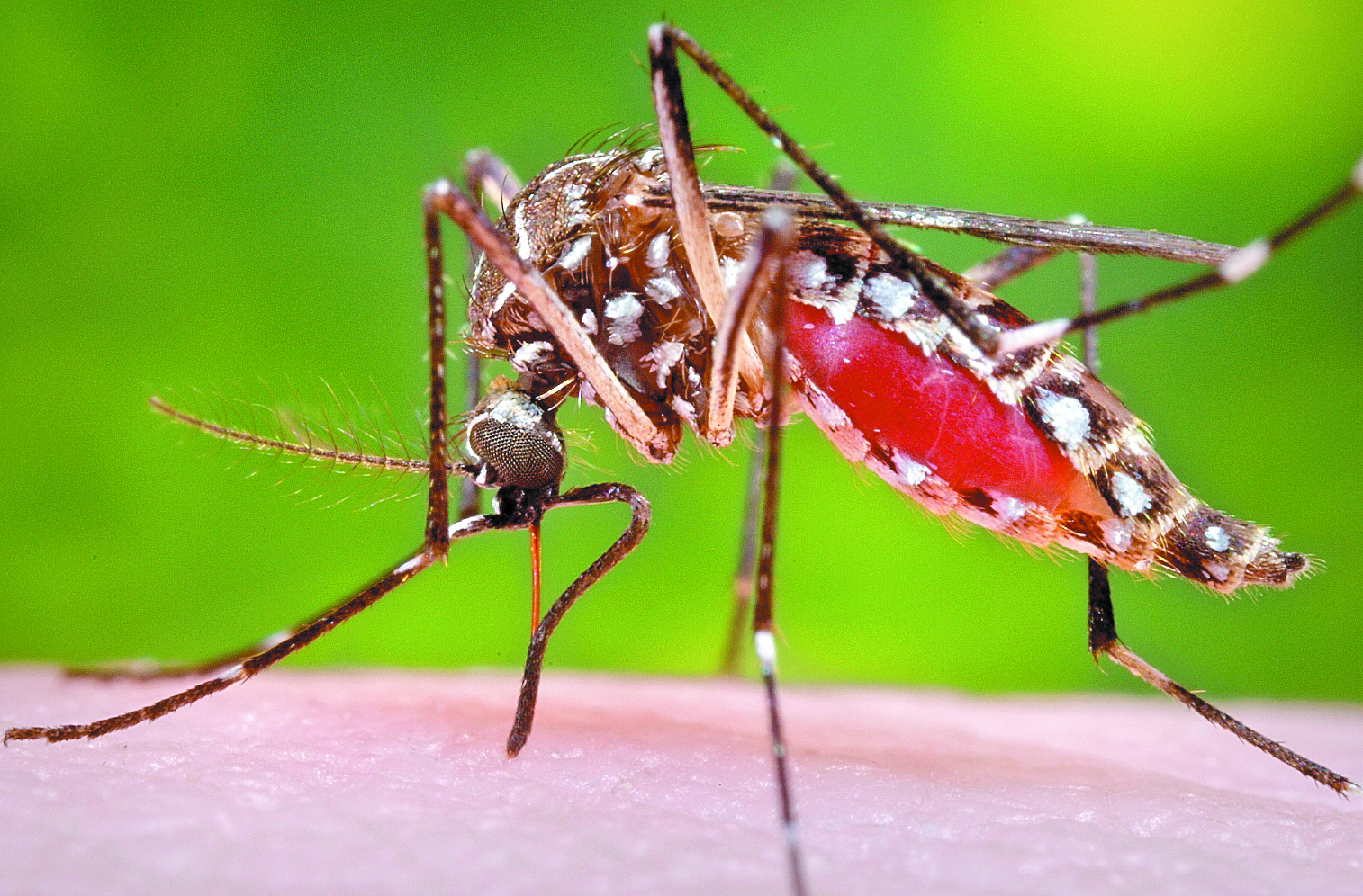El mosquito Aedes aegypti se ha propagado en el país. Este es el transmisor del dengue. (Foto Prensa Libre: Hemeroteca PL)