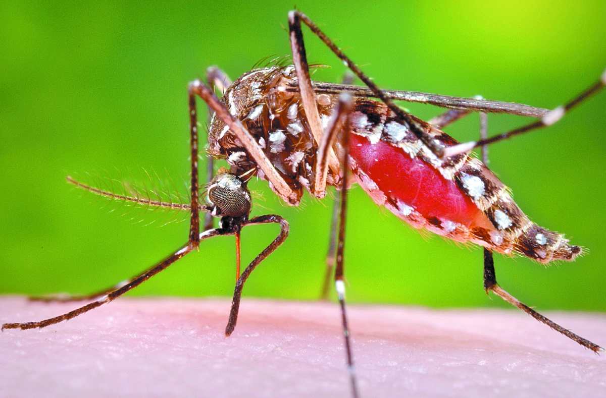 El repunte de casos del dengue obedece al comportamiento cíclico de la enfermedad