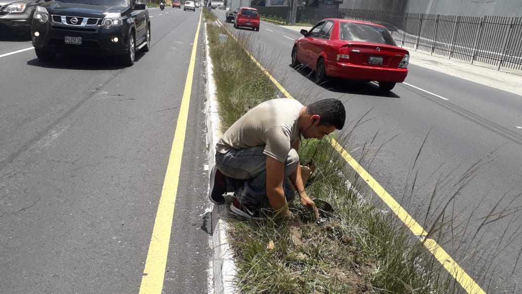 El piloto planta los árboles en el Bulevar San Cristóbal. (Foto Prensa Libre: PMT Mixco). 