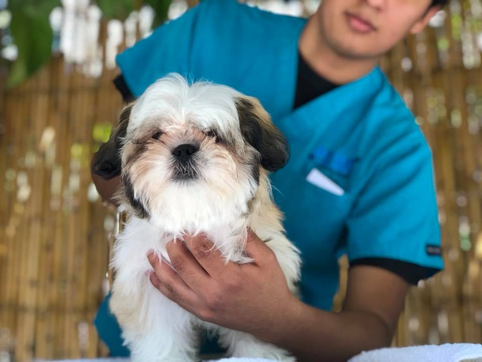 La tiendas Paws poseen servicio de veterinaria, estética canina, y otros servicios. (Foto, Prensa Libre: Facebook Paws Veterinaria).