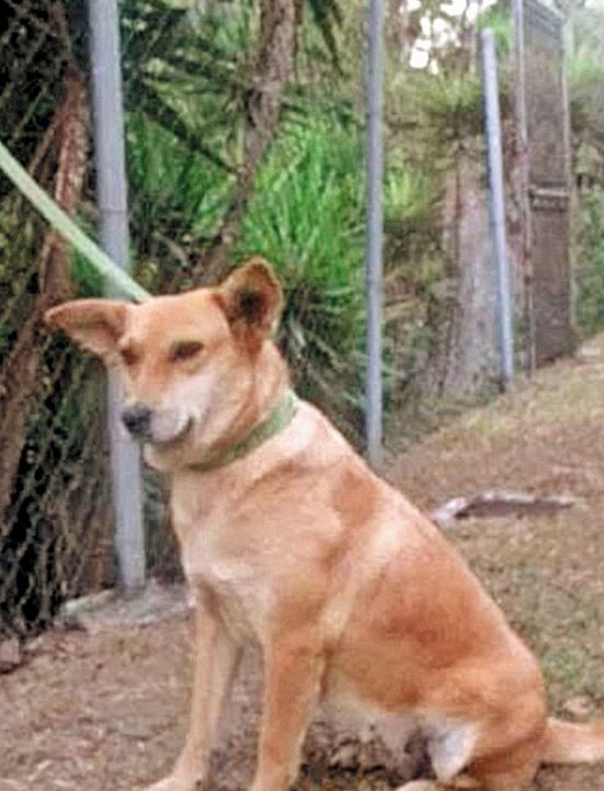 La adopción cambia la vida de los perros. (Foto Prensa Libre: cortesía)