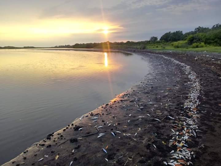 Muerte de peces alarma a pobladores en la playa de Tecojate, en Escuintla