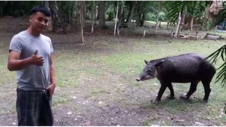 Un guardarrecursos de la Fundaeco observa al tapir que llega a alimentarse al campamento de Dos Lagunas, en Flores, Petén. (Foto Prensa Libre: Cortesía Francisco Asturias)