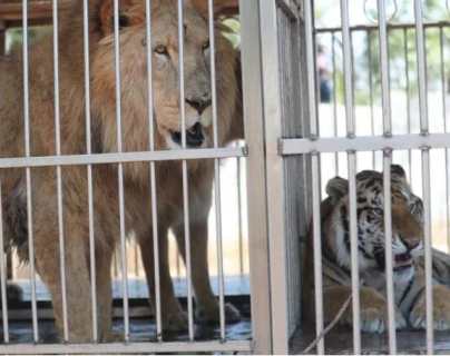 A un año de incautación, 15 tigres y cuatro leones esperan ser llevados a santuarios