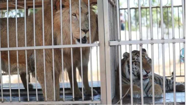 
Leones y tigres incautados a circos esperan ser trasladados a santuarios de Estados Unidos y Sudáfrica. (Foto Hemeroteca PL) 
