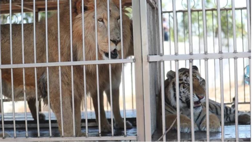 A un año de incautación, 15 tigres y cuatro leones esperan ser llevados a santuarios