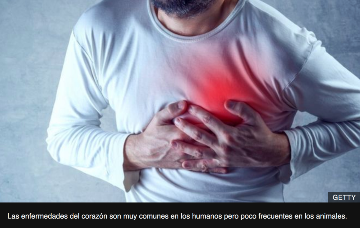 Ataques al corazón: por qué los humanos somos casi la única especie que sufre esta condición