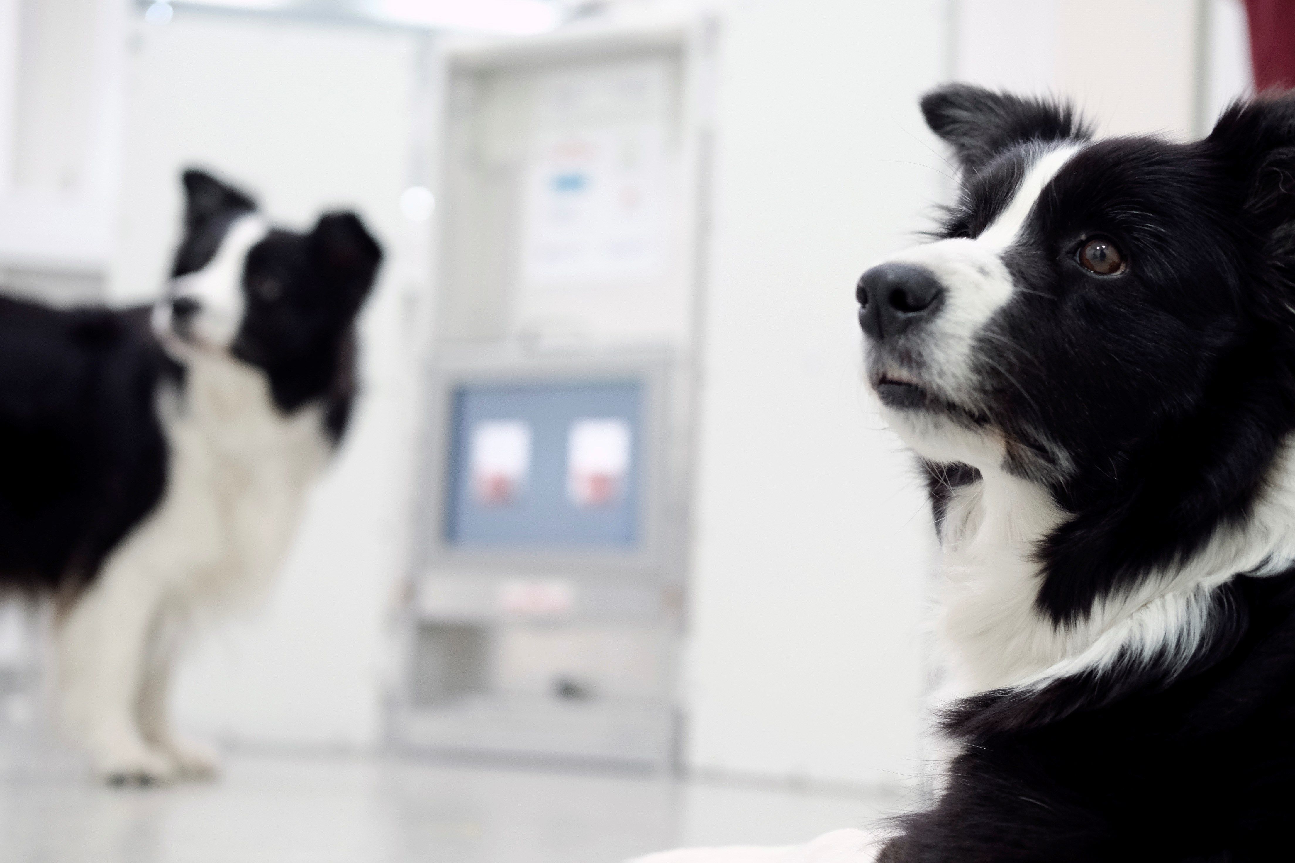En el Clever Dog Lab de la Universidad de Veterinaria de Viena se realizan pruebas con perros para determinar las capacidades cognitivas de esos animales. (Foto Prensa Libre: EFE)