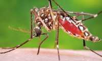 FILE - This 2006 file photo provided by the Centers for Disease Control and Prevention shows a female Aedes aegypti mosquito in the process of acquiring a blood meal from a human host. The Aedes aegypti mosquito is behind the large outbreaks of Zika virus in Latin America and the Caribbean. On Friday, July 29, 2016, Florida said four Zika infections in the Miami area are likely the first caused by mosquito bites in the continental U.S. All previous U.S. cases have been linked to outbreak countries. (James Gathany/Centers for Disease Control and Prevention via AP, File)
