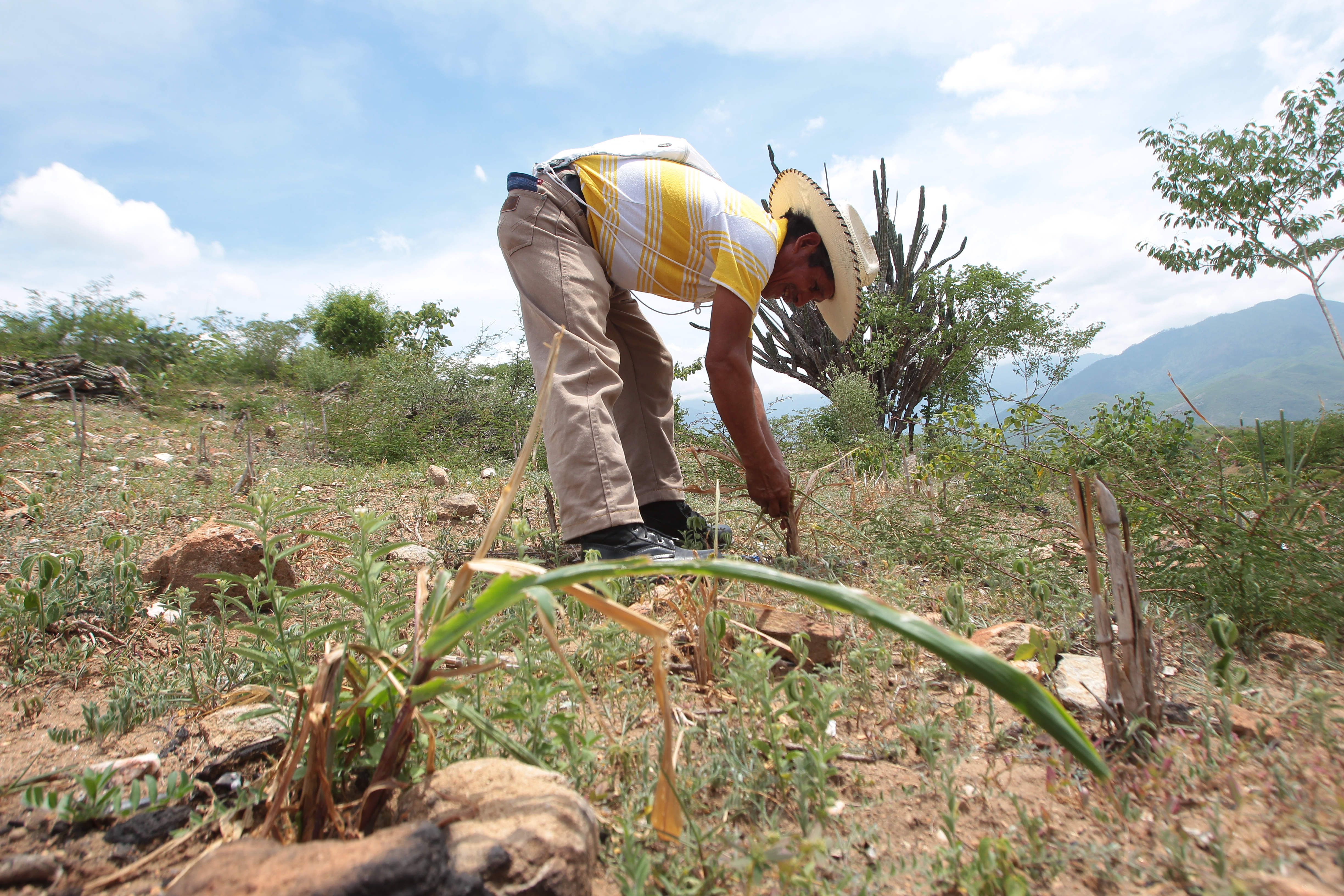 En los últimos años la falta de lluvias ha causado pérdidas en diferentes áreas del Corredor Seco. (Foto Prensa Libre: Hemeroteca PL)