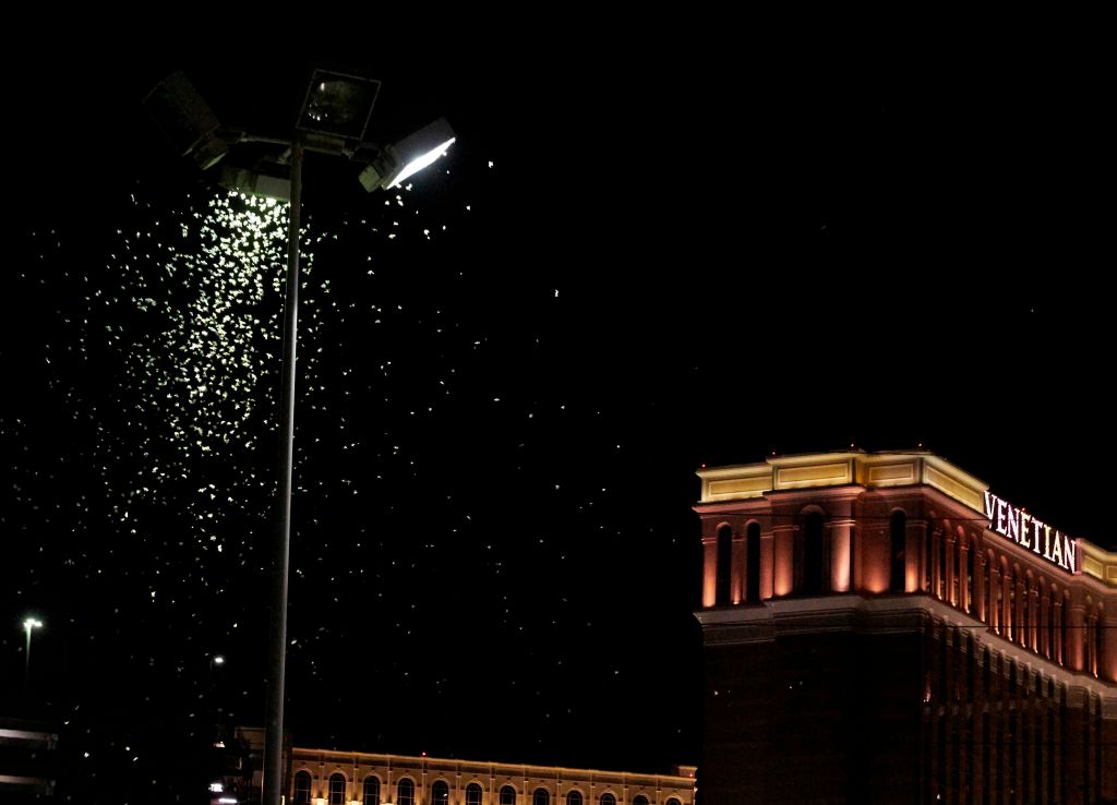 Cientos de miles de saltamontes han llegado a Las Vegas atraídos por las luces neón de esta ciudad. (Foto Prensa Libre: AFP)