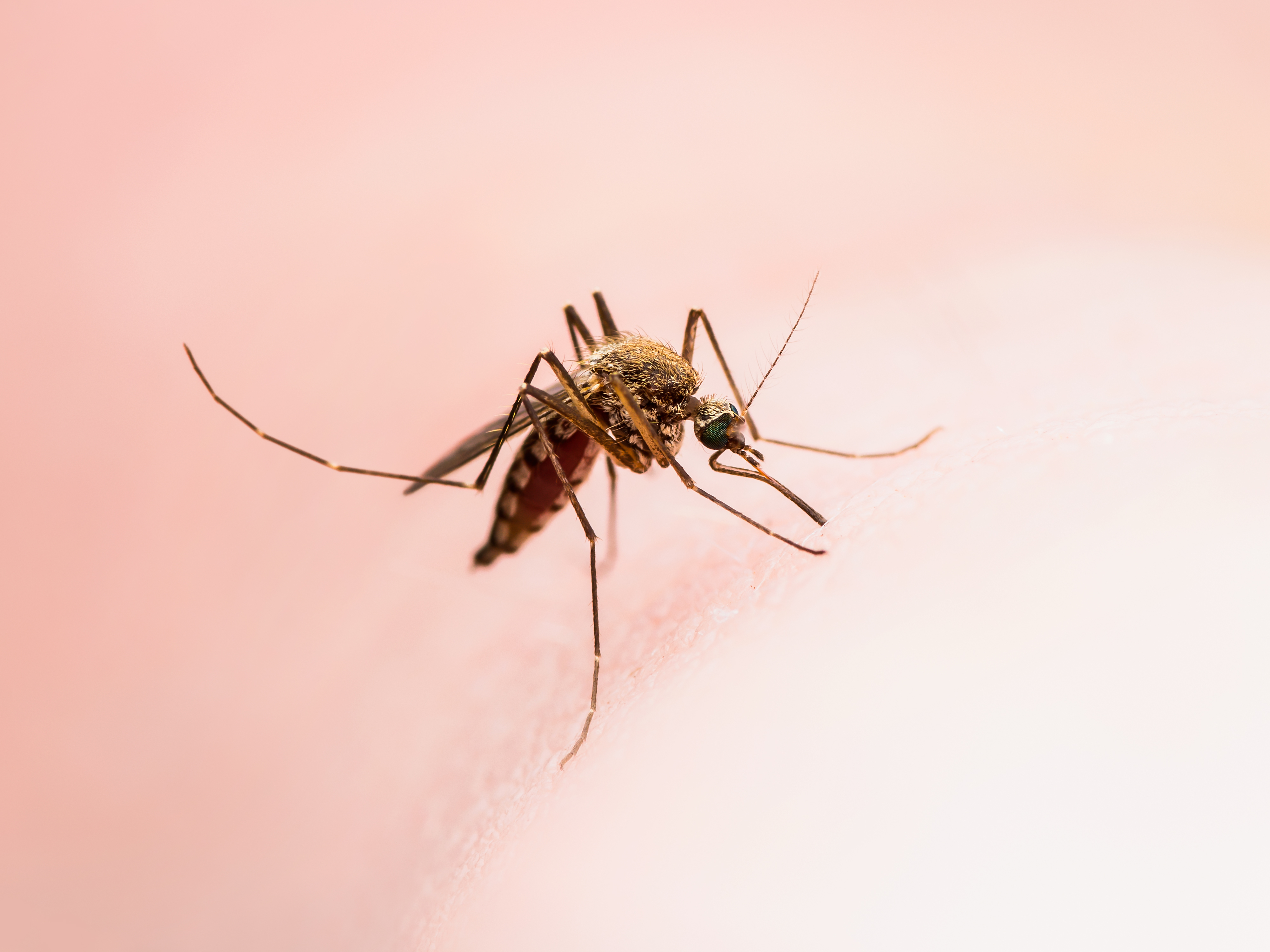 Acorde a la Organización Mundial de la Salud, los mosquitos se encuentran en estadios inmaduros en el agua, sobre todo en recipientes artificiales muy próximos a viviendas y, a menudo, en espacios interiores. (Foto Prensa Libre: Shutterstock)