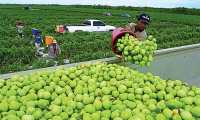 Guatemala espera incrementar el número de visas agrícolas para trabajadores guatemaltecos.  (Foto Prensa Libre: Hemeroteca)