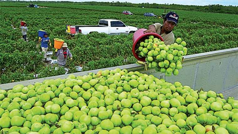 Guatemala espera incrementar el número de visas agrícolas para trabajadores guatemaltecos.  (Foto Prensa Libre: Hemeroteca)