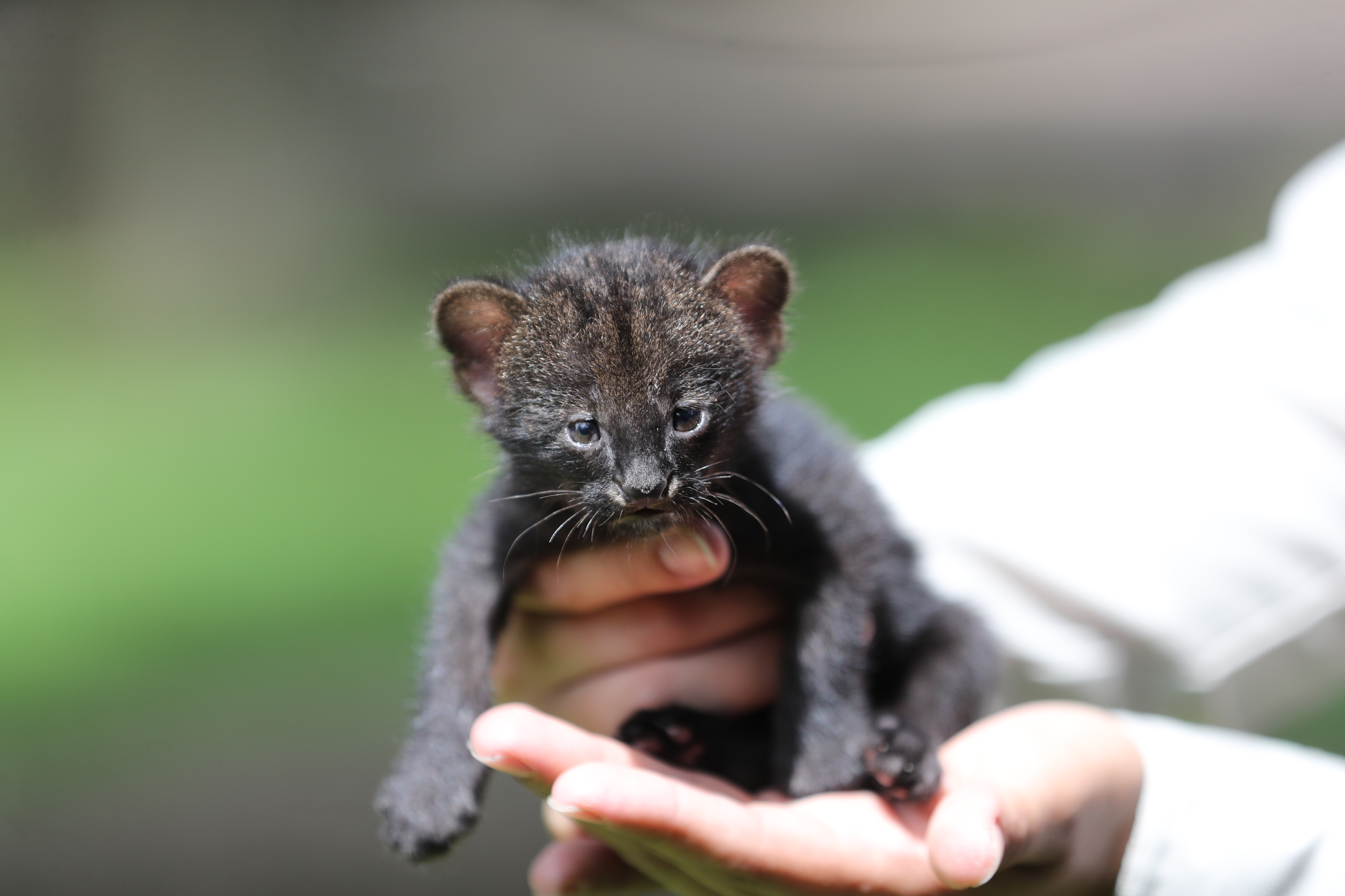 El yaguarundí o gato moro ​ es una especie de mamífero carnívoro de la familia Felidae de pelaje pardo a negro. Fotografía Prensa Libre: Erick Avila