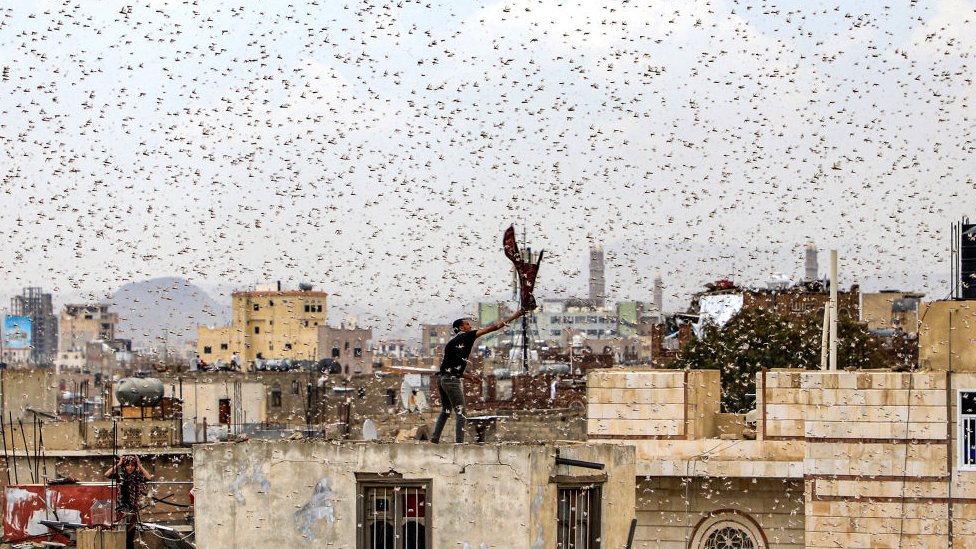 Saná, capital de Yemen, fue invadida por langostas en julio. (Foto Prensa Libre: Getty Images)
