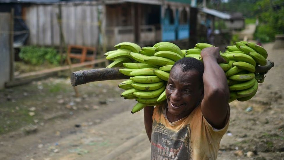 Productores de banano de Colombia aseguran que la calidad de su producto está garantizada. GETTY IMAGES