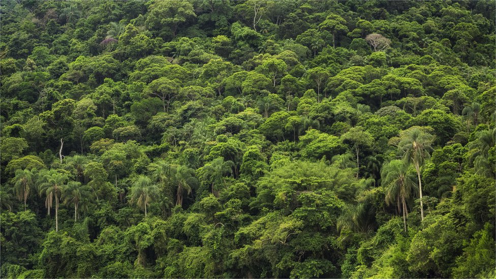 El debate sobre el cuidado de la Amazonía incluye consideraciones políticas y de soberanía. Foto:Getty Images