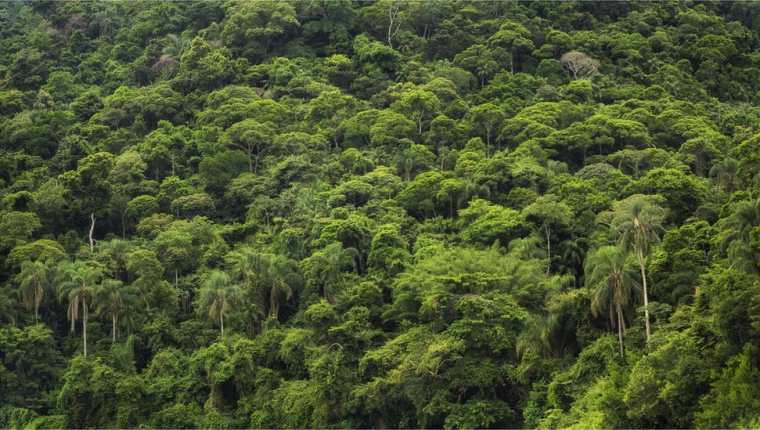 El debate sobre el cuidado de la Amazonía incluye consideraciones políticas y de soberanía.