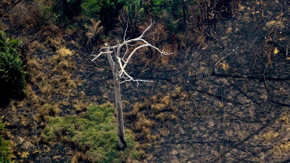 El humo y las llamas han cubierto centenares de miles de hectáreas de selva tropical.