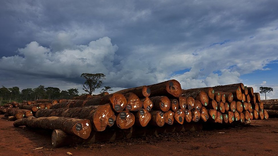 El problema de la deforestación en África está causado mayormente por la industria maderera y no por las prácticas agrícolas, dice McClean. Foto:Getty Images