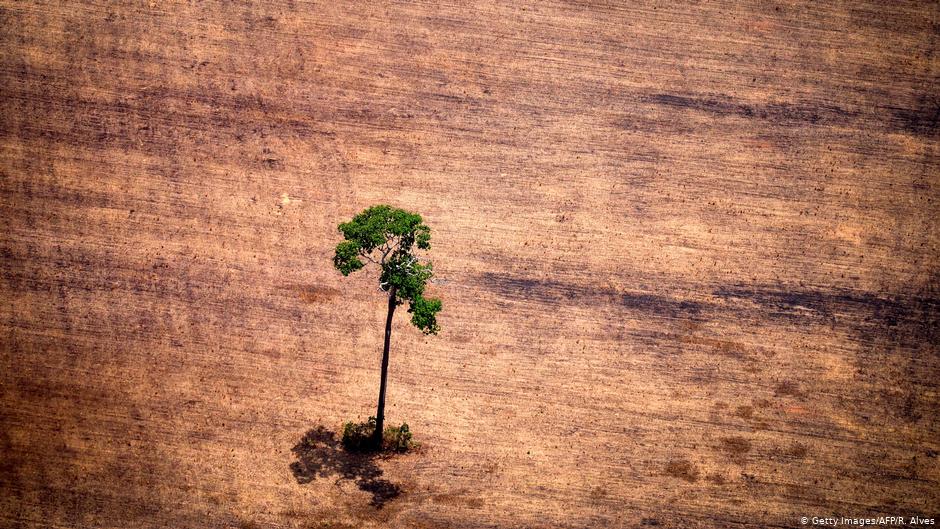 La deforestación arrasó la Amazonía brasileña en julio