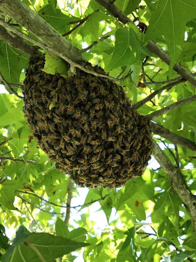 Cómo lidiar con enjambres domésticos? no mate a las abejas, porque son  vitales para los humanos