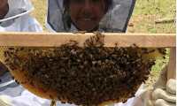 Las abejas rescatadas son llevadas a un santuario. (Foto Prensa Libre: Cortesía Bee Hub Guate)
