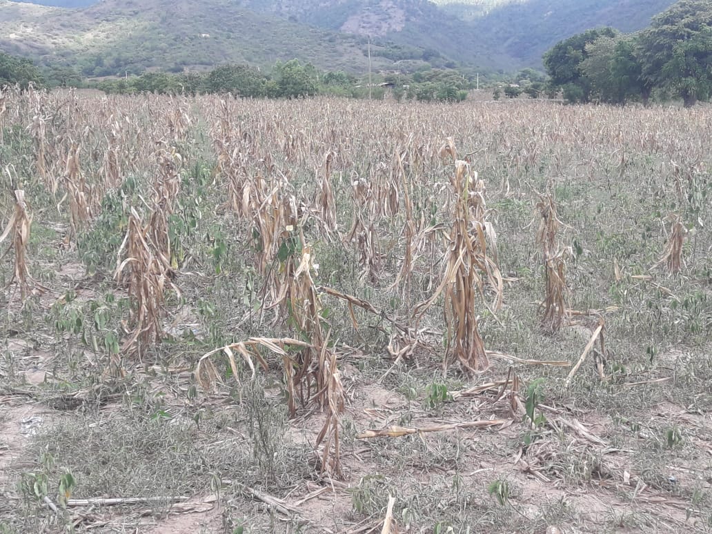 Toda la cosecha de maíz se perdió en la aldea Guachipilín, Rabinal, Baja Verapaz. (Foto Prensa Libre: Cortesía Rogelio Osorio)