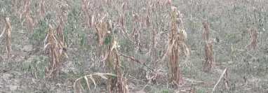 Toda la cosecha de maíz se perdió en la aldea Guachipilín, Rabinal, Baja Verapaz. (Foto Prensa Libre: Cortesía Rogelio Osorio)