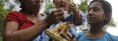 La pérdida de la cosecha de maíz causa que las familias agricultoras se alimenten solo una vez al día o prioricen la comida de los niños. (Foto Prensa Libre: Hemeroteca PL)