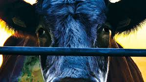 Cowspiracy plantea que el consumo de carne es uno de los mayores causantes de problemas de índole ambiental. (Foto Prensa Libre: Netflix)