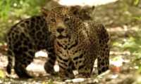 La pareja de jaguares fue vista en un área del Parque Nacional Mirador Río Azul y Biotopo Dos Lagunas. (Foto Prensa Libre: Cortesía Francisco Asturias)
