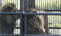 Los leones permanecen en jaulas mientras se concluyen los trámites para ser llevados a santuarios de otros países. (Foto Prensa Libre: Esbin García)
