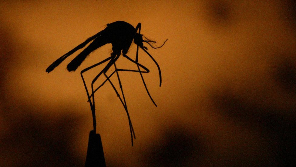 El dengue es transmitido por el zancudo Aedes Aegypti. (Foto Prensa Libre: Hemeroteca PL)