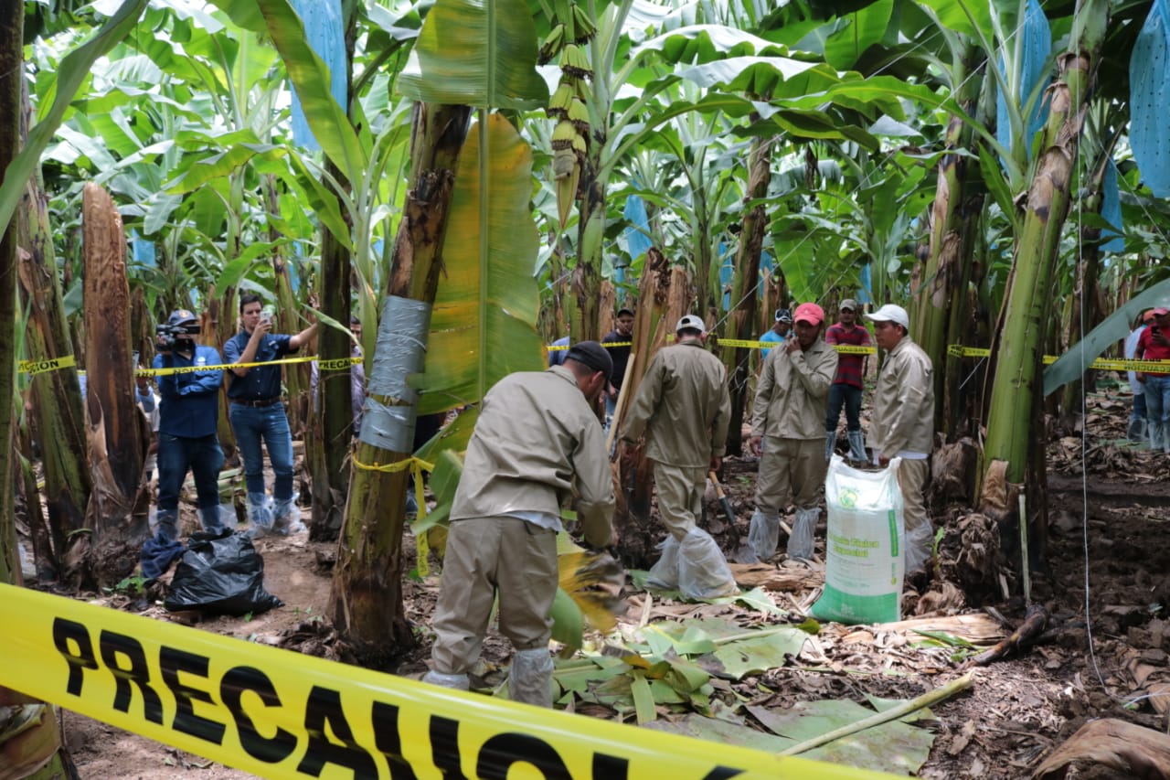 Guatemala mantiene alerta y protocolos en las zonas productoras de banano y plátano. (Foto Prensa Libre: Hemeroteca) 