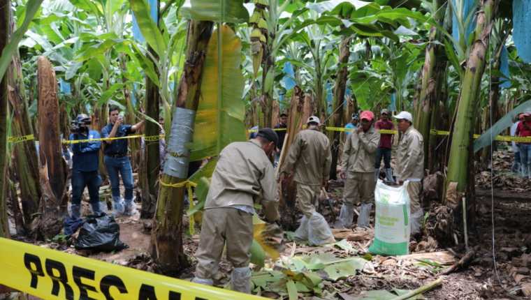 Guatemala mantiene alerta y protocolos en las zonas productoras de banano y plátano. (Foto Prensa Libre: Hemeroteca) 