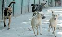 Algunos de los casos que atienden los socorristas es de peatones mordidos por perros sin dueño, aunque muchos incidentes también ocurren en viviendas.(Prensa Libre: Hemeroteca PL)