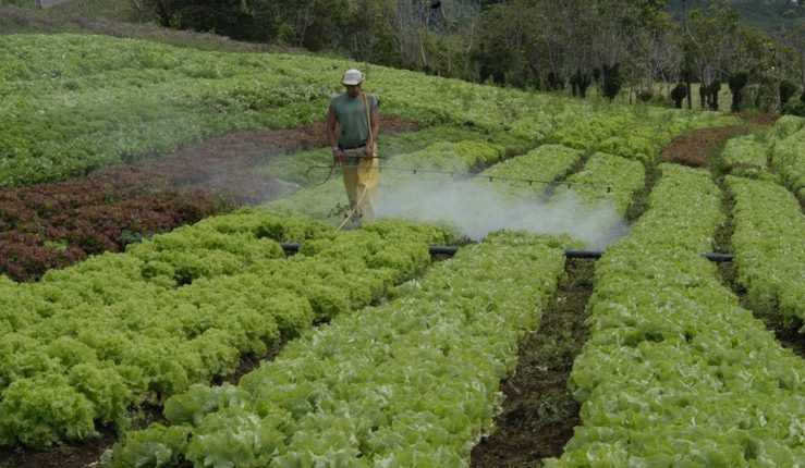 Debate sobre regulación de pesticidas ignora la salud de miles de jornaleros