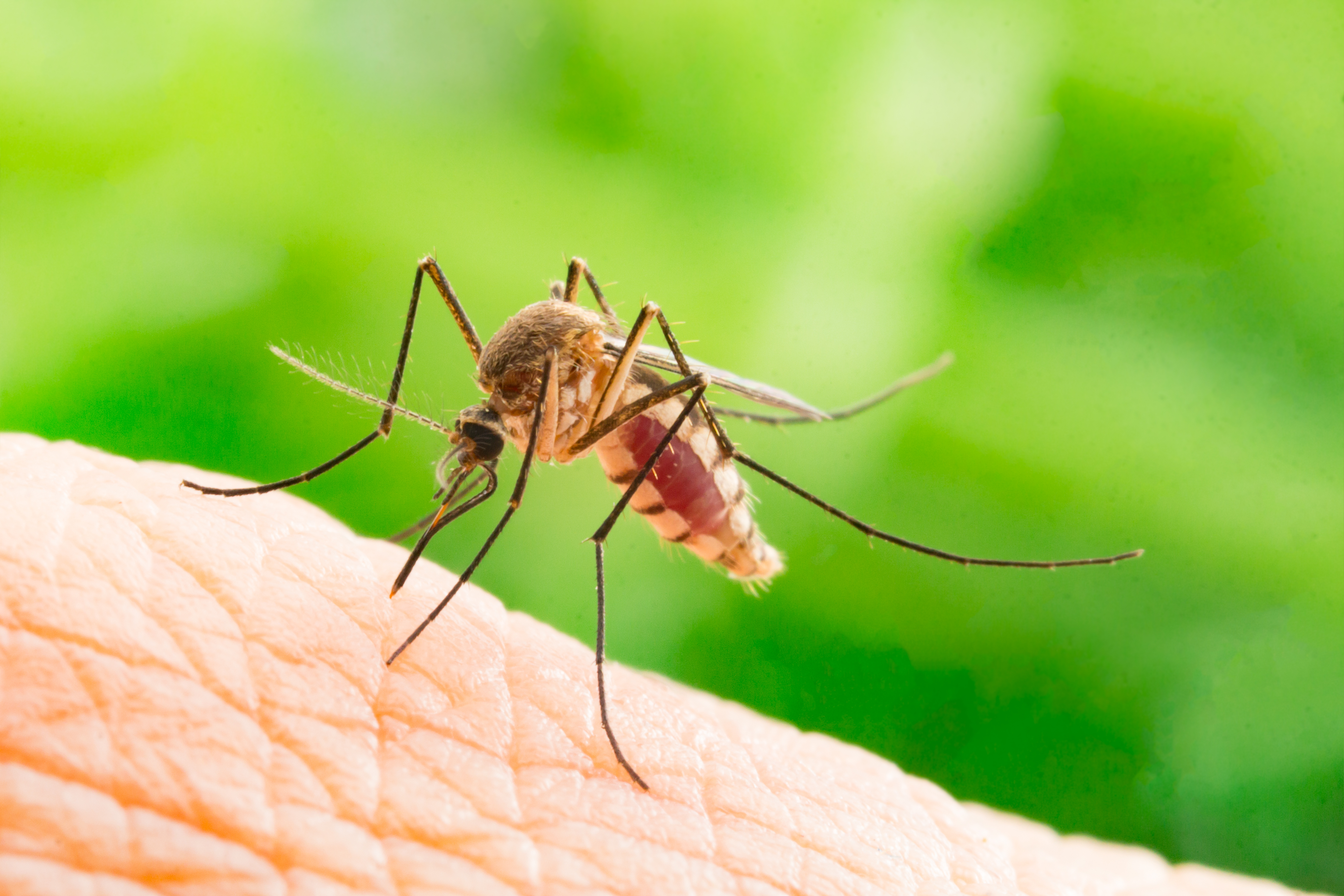 Los mosquitos en casa podrían traernos enfermedades como el dengue. (Foto Prensa Libre: Servicios).