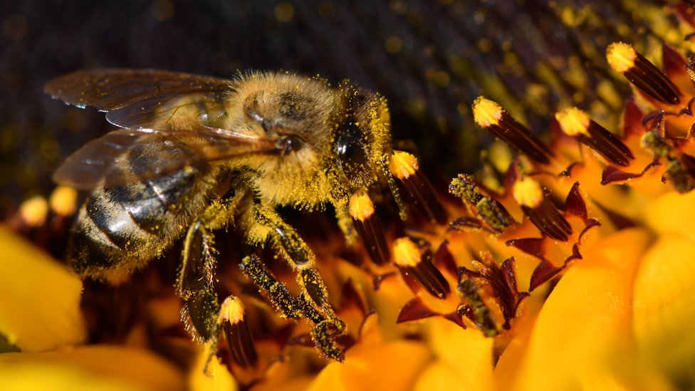Por qué han muerto 500 millones de abejas en Brasil en solo 3 meses