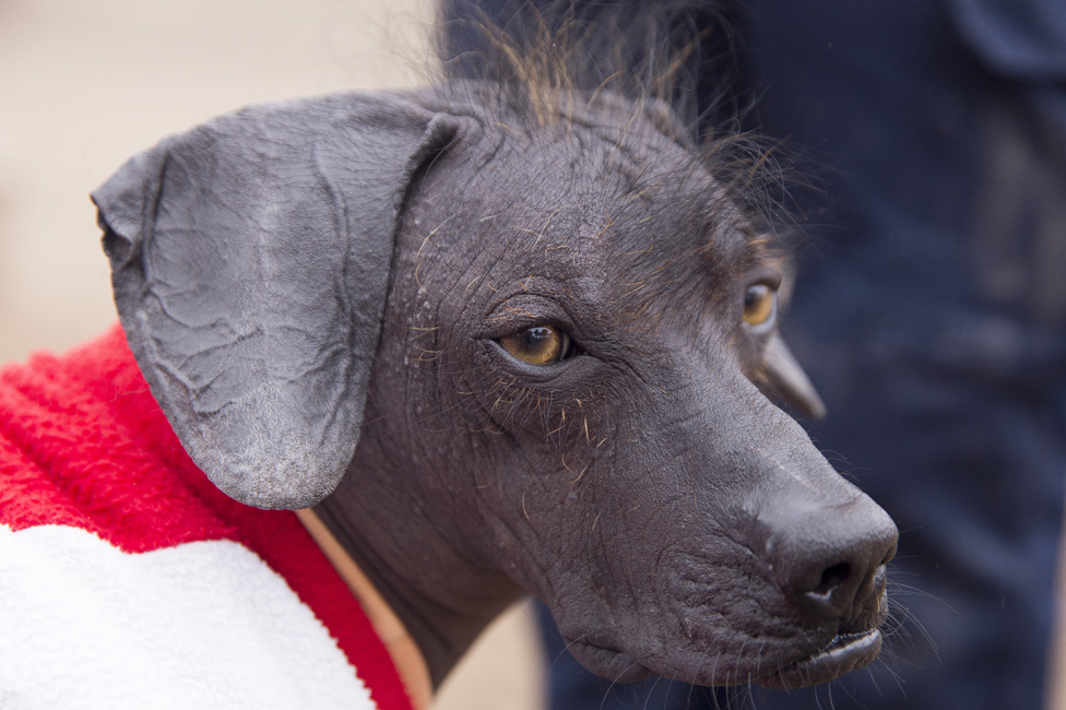 Perros sin pelo como Sumac fueron alguna vez parte clave de la cultura precolombina de Perú. BBC 