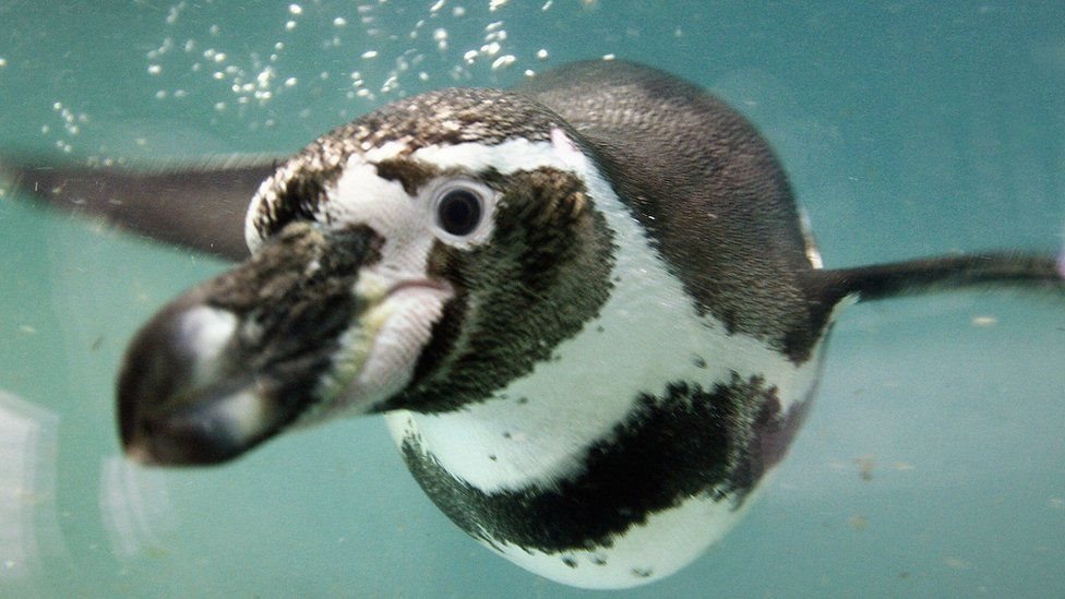El pingüino de Humboldt habita en las costas de Chile y Perú, así como en las islas cercanas del Pacífico. (Foto Prensa Libre: Getty Images)