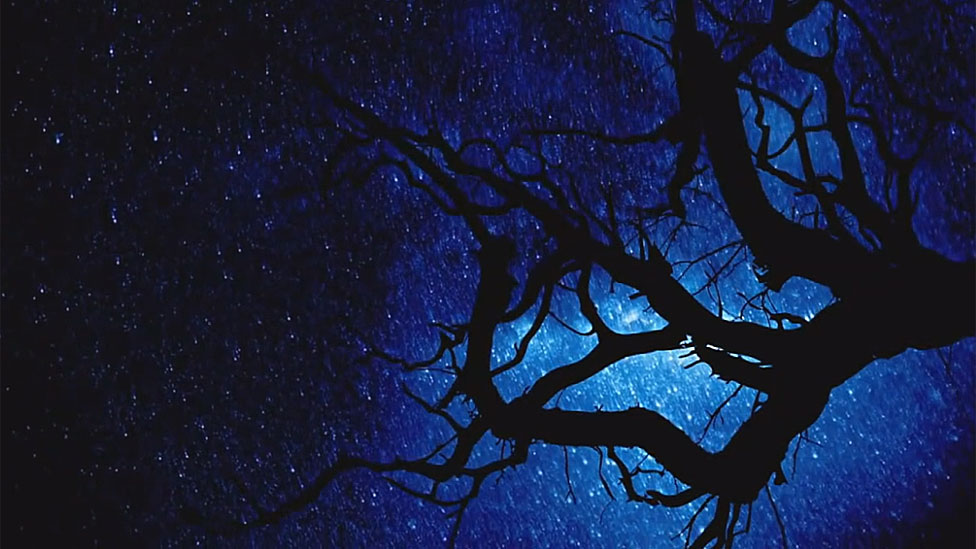 ¿Qué hay en el firmamento... y qué, en las ramas del árbol? (Foto Prensa Libre: BBC)