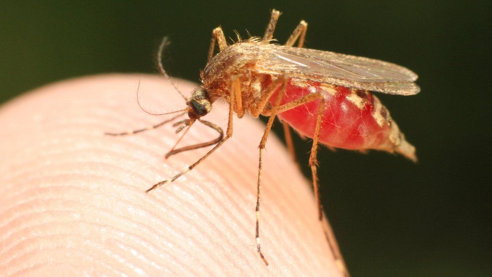 La malaria es una enfermedad que puede ser mortal y es causada por cuatro especies diferentes de parásitos Plasmodium: P. falciparum, P. malariae, P. ovale y P. vivax. (Foto Prensa Libre: Getty Images)