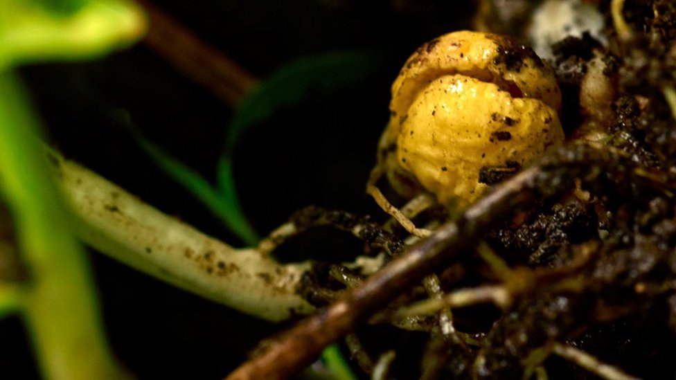 Cada vez más empresas fabrican a base de vegetales. Los guisantes son una opción para esas compañías. (Foto Prensa Libre: Puris)