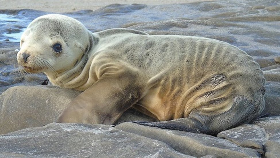 En 2015 el Blob causó que varias especies sufrieran malnutrición o murieran. (Foto Prensa Libre: NOAA/NASA)