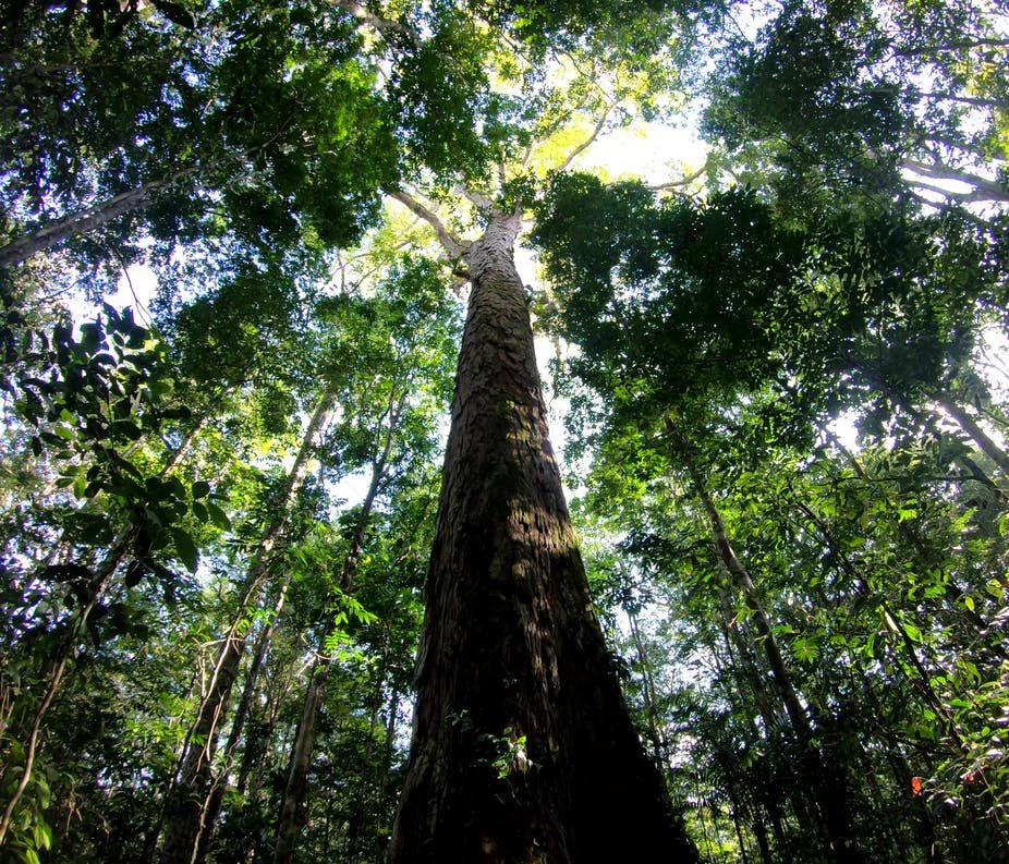 El árbol ganador del récord está en el norte de Brasil. (Foto Prensa Libre: BBC Mundo Ciencia)